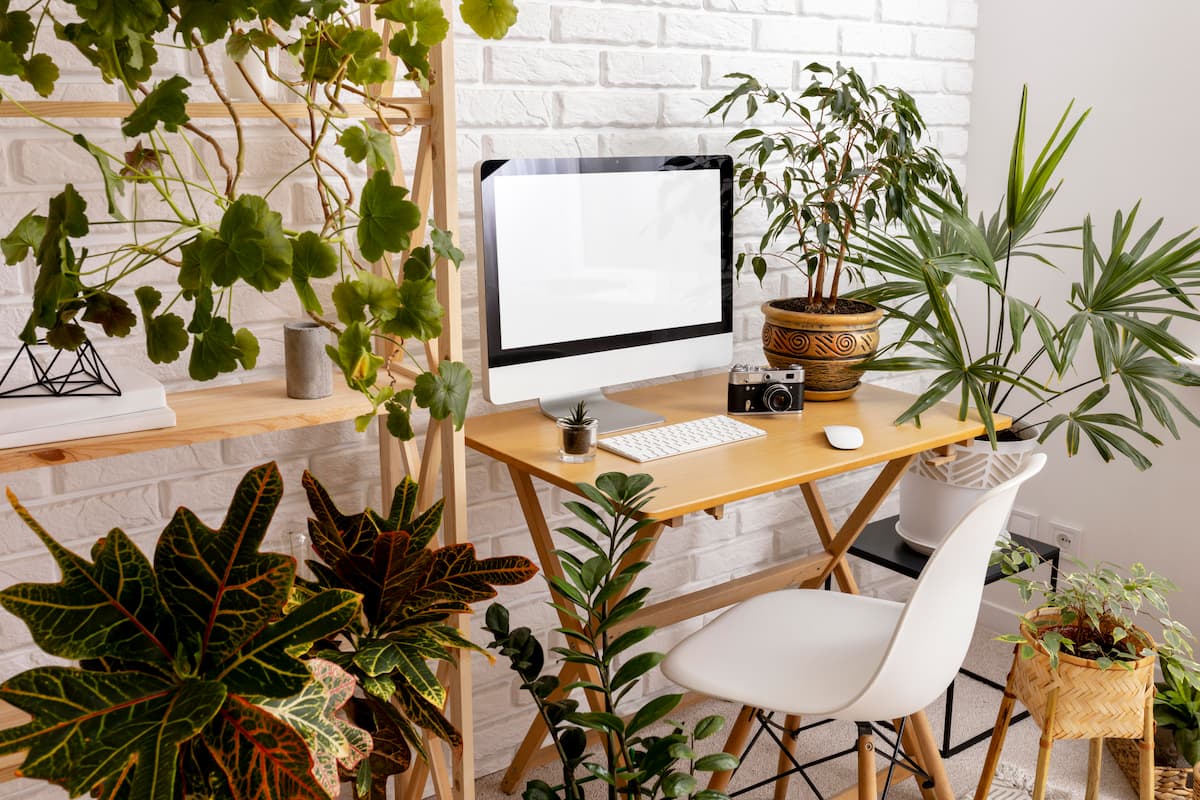 plantes de bureau